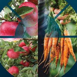 Weather & Soil Monitoring Insights for Fruit & Vegetable Growers