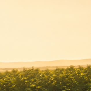 How to Manage Heat Stress During Fruit Fill and Ripening