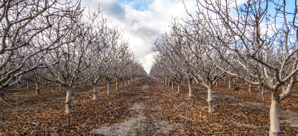 How to Monitor Chill Accumulation for Fruit Trees This Winter
