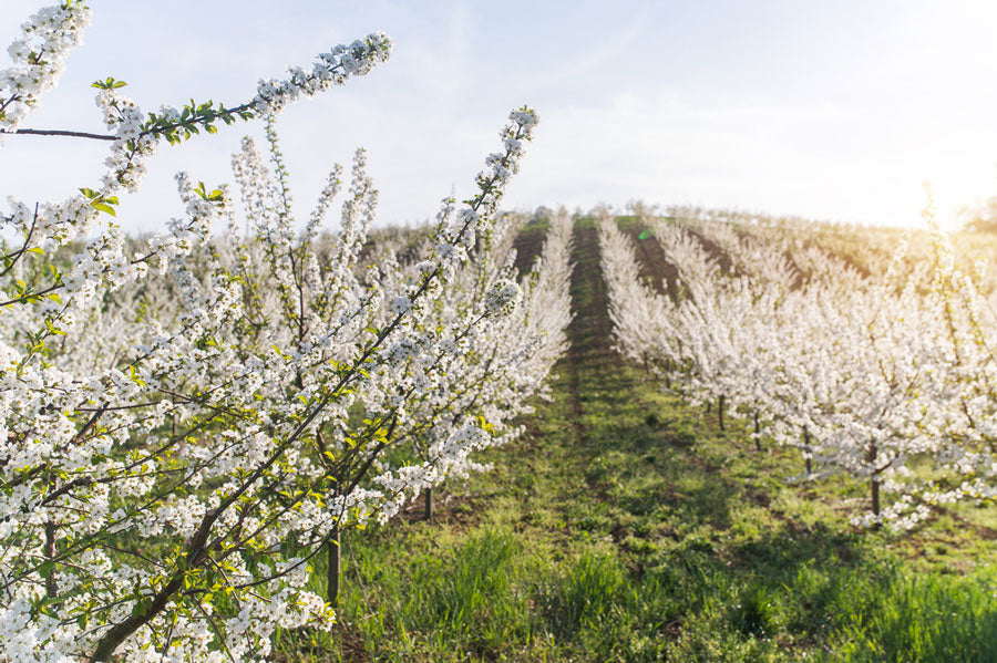 GroWeather and Mobilize Reduce Risks In Almond Orchard in California’s Central Valley