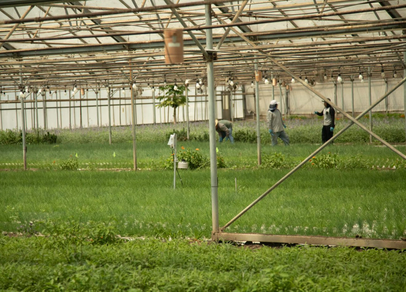 Jacobs Farm: Growing Herbs in Greenhouses with EnviroMonitor